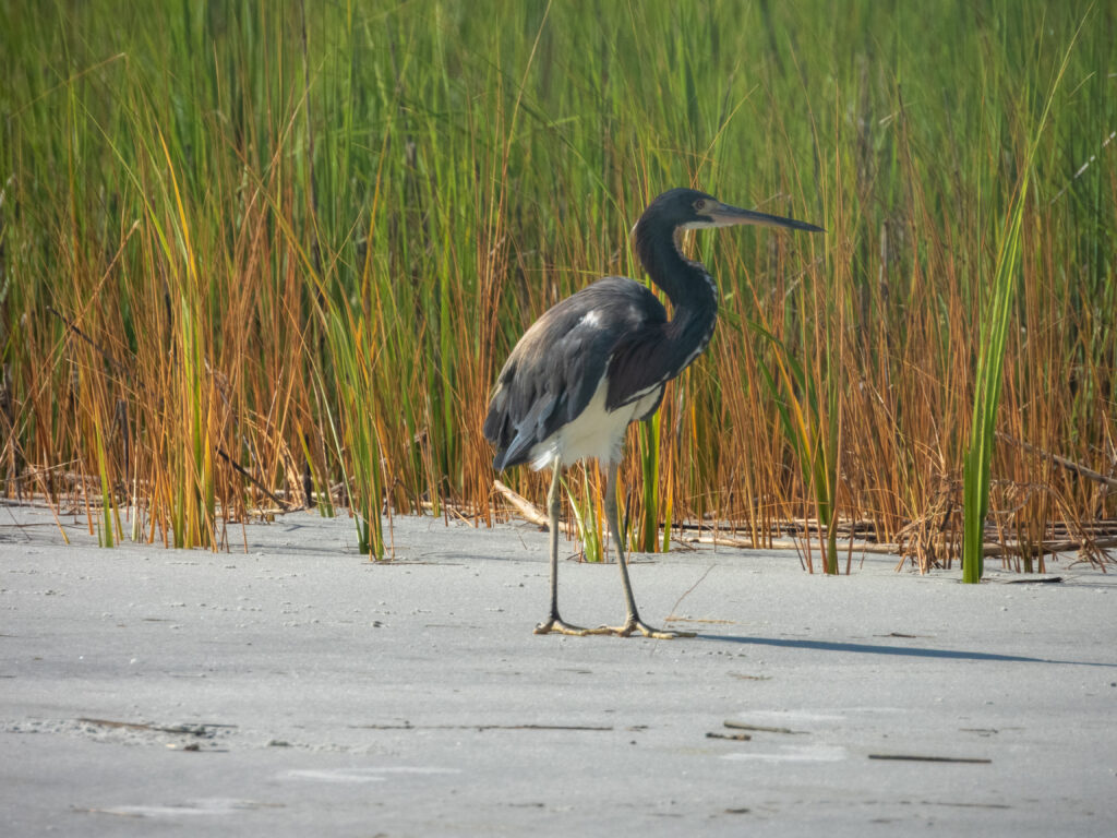 Birding In South Carolina-Part One