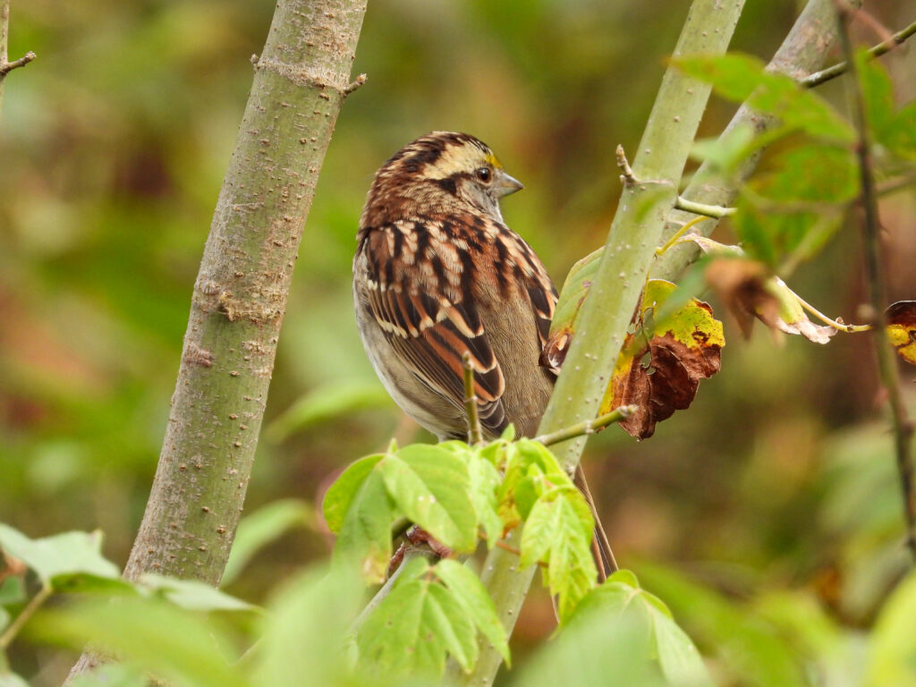 Winter Birds are Here-Observation